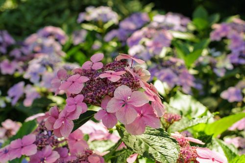 hydrangea flower blossom