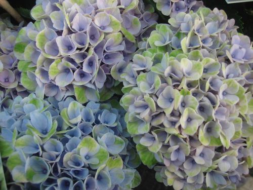 hydrangea flowers f