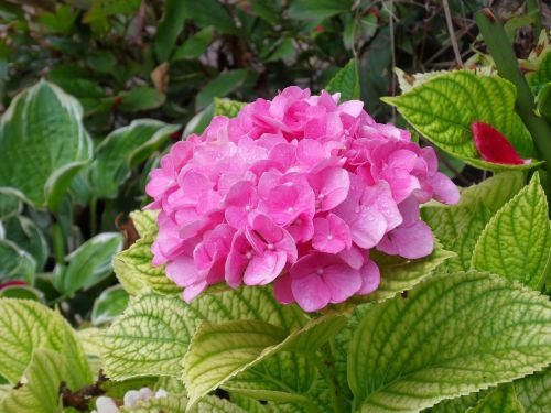 hydrangea flowers pink