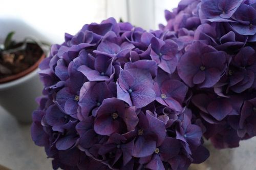 hydrangea purple flower