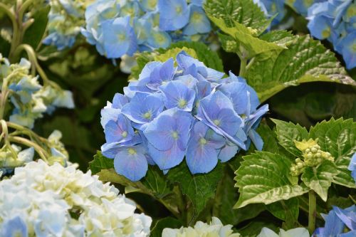 hydrangea blue flower pretty