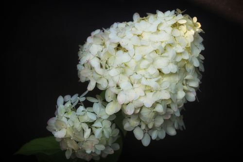 hydrangea flower hydrangeas