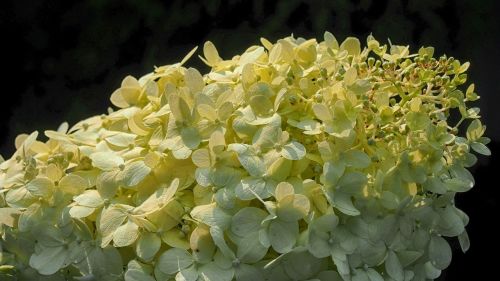 hydrangea hydrangeas flower