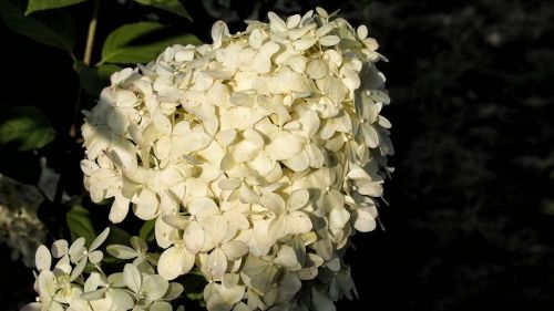 hydrangea hydrangeas blooms