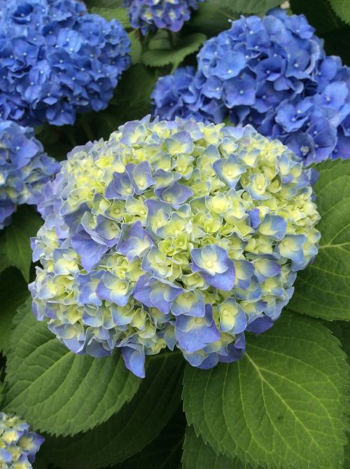 hydrangea may blue