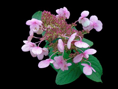 hydrangea pink plant