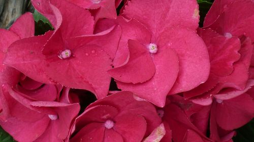 hydrangea flower red