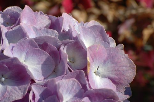 hydrangea close flower