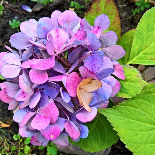 hydrangea blossom bloom