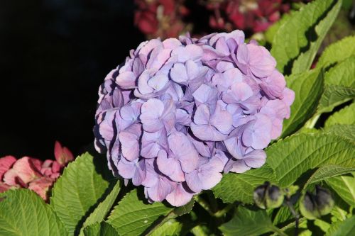 hydrangea lilac garden