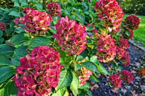 hydrangea hortensia flower