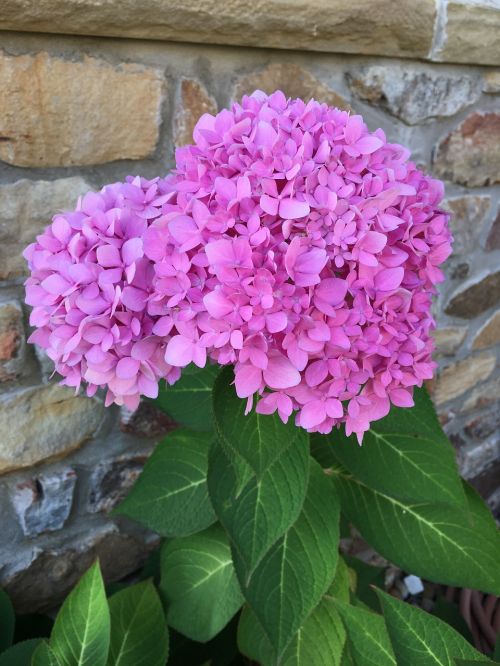 hydrangea flower fall