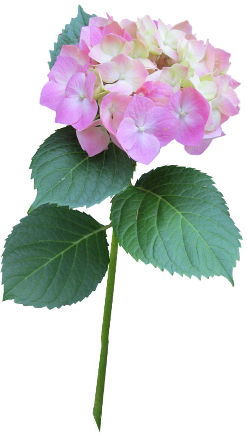 hydrangea pink stem