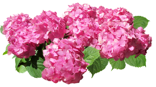 hydrangea flowers pink