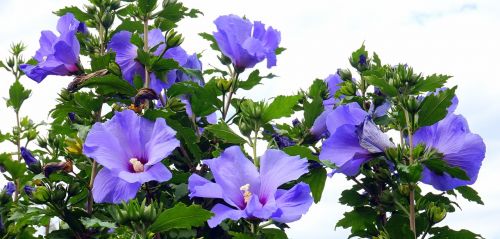 hydrangea nature plant