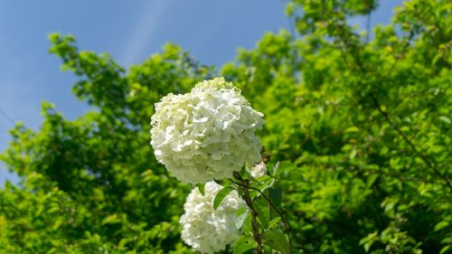 hydrangea  nature  leaf