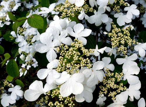 hydrangea  white  white flowers