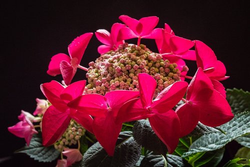 hydrangea  flower  red