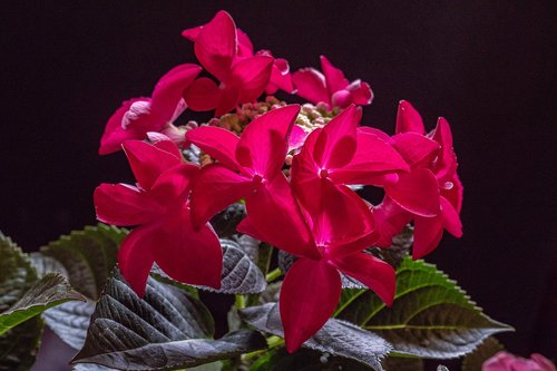 hydrangea  flower  red