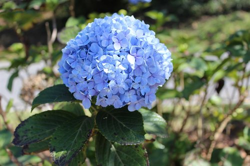 hydrangea  garden  blue flower
