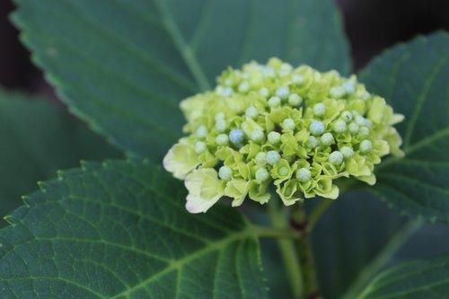 hydrangea  bud  green