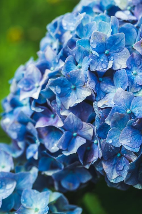 hydrangea  blue  flower