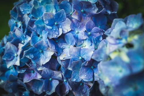 hydrangea  blue  flower