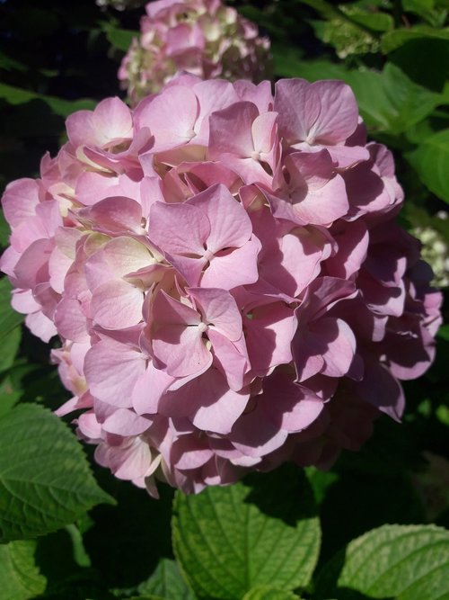 hydrangea  flower  rosa