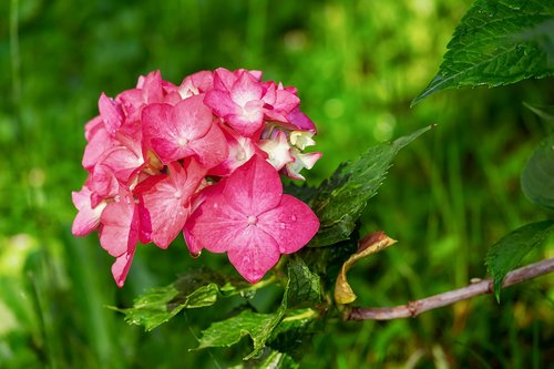 hydrangea  flower  nature