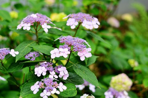 hydrangea  plate hydrangea  flowers