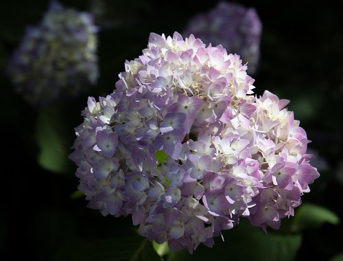 hydrangea  plant  flower