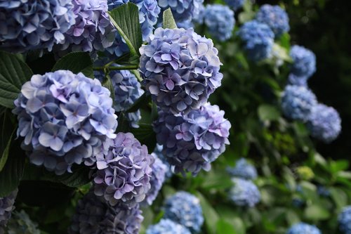 hydrangea  plant  flowers