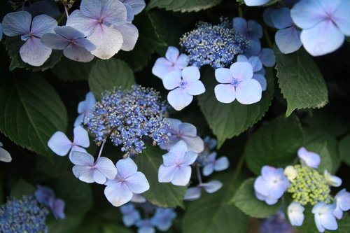 hydrangea  plant  flowers