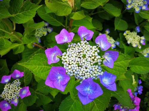 hydrangea  flower  plant