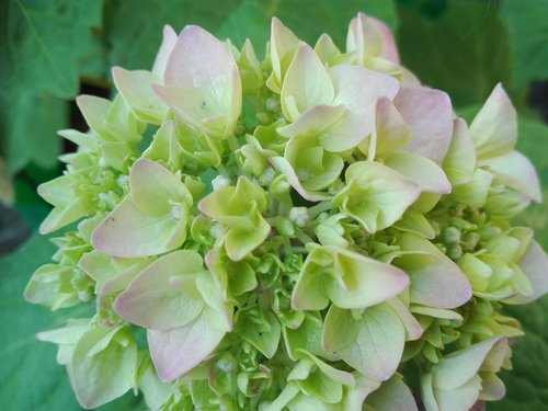 hydrangea  flower  garden