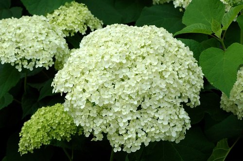 hydrangea  flower  garden