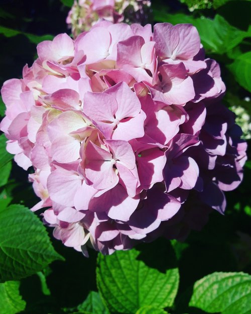 hydrangea  rosa  flower