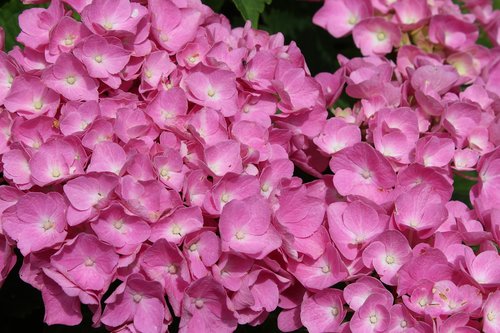 hydrangea  full bloom  pink