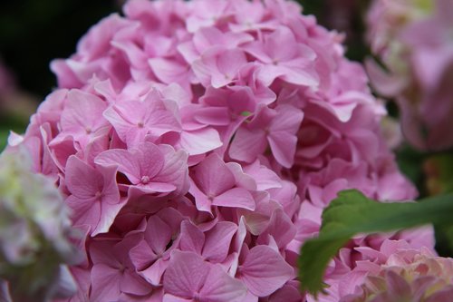 hydrangea  pink hydrangea  flowering
