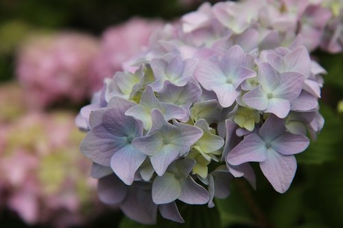 hydrangea  hydrangea blue pink  flowering