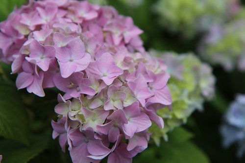 hydrangea  pink hydrangea  flowering