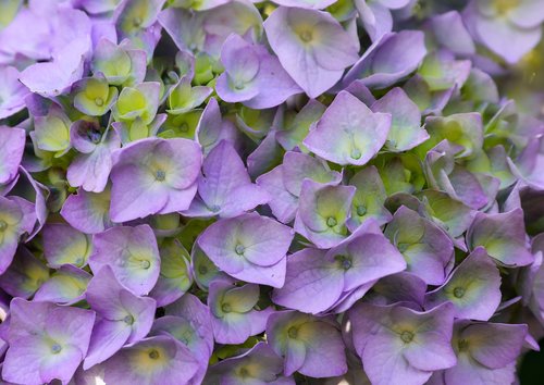 hydrangea  purple flower  petal