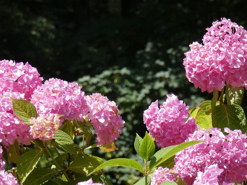 hydrangea  pink  garden