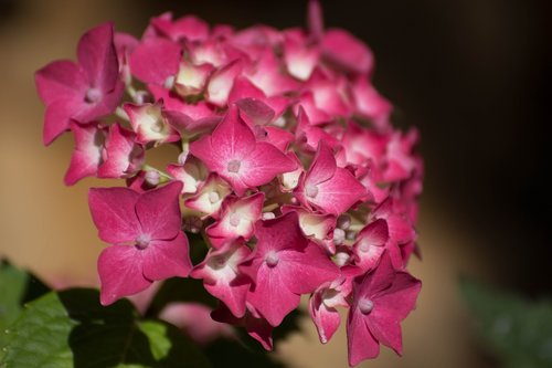 hydrangea  flower  flowers