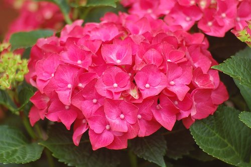 hydrangea  flower  summer