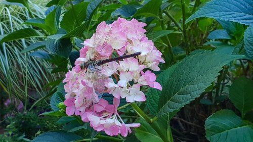 hydrangea  pink  dragonfly