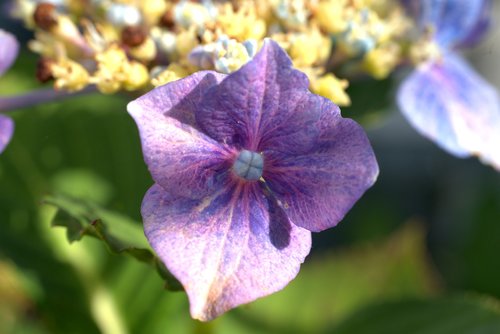 hydrangea  flower  blossom