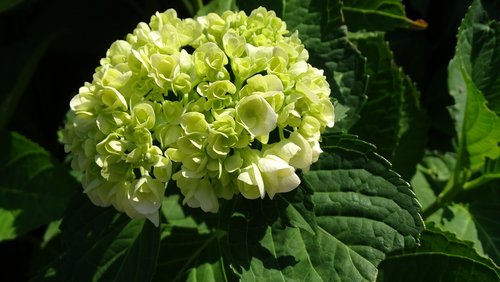 hydrangea  flowers  green