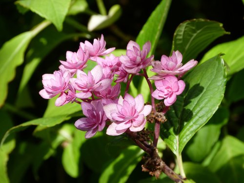 hydrangea  plant  flower