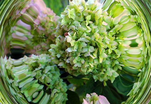 hydrangea  flower  green